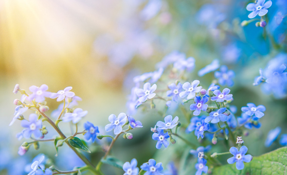 Forget Me Nots in sunlight