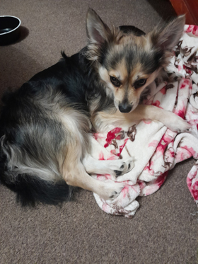 A small dog with fluffy fur lying on a pink and white blanket, resting on a carpeted floor. The dog's ears are perked up, and it looks curiously at the camera. Ideal for pet lovers and dog enthusiasts.