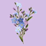 Forget Me Not Counselling icon